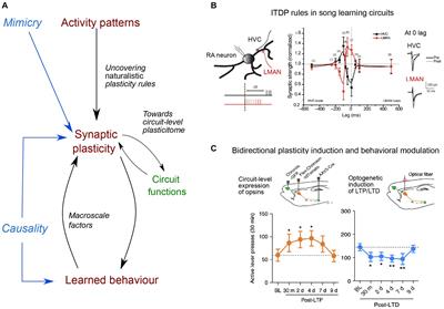 Synaptic plasticity through a naturalistic lens